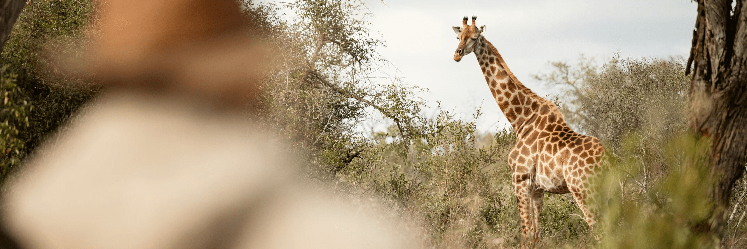 Fournisseurs les plus populaires - background banner